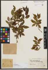 Foto von Salix phylicifolia var. sinensis Hand.-Mazz.